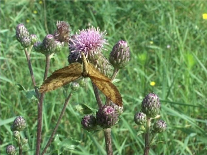 Heidespanner ( Ematurga atomaria ), Männchen : Kaiserstuhl, 14.07.2006